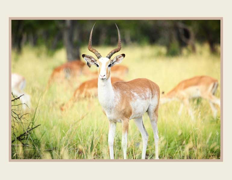 Impala SPECIES IDENTIFIER - African Hunting Safari with African Trophy Pursuit